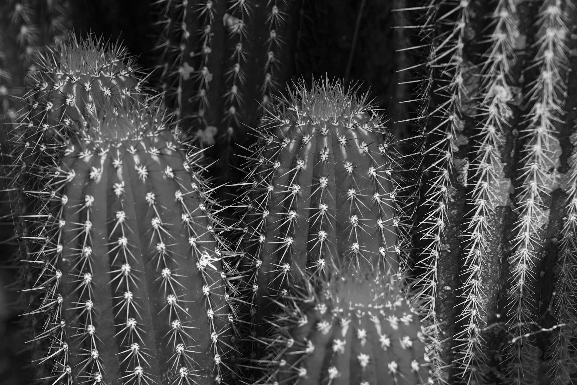 Cactus Background