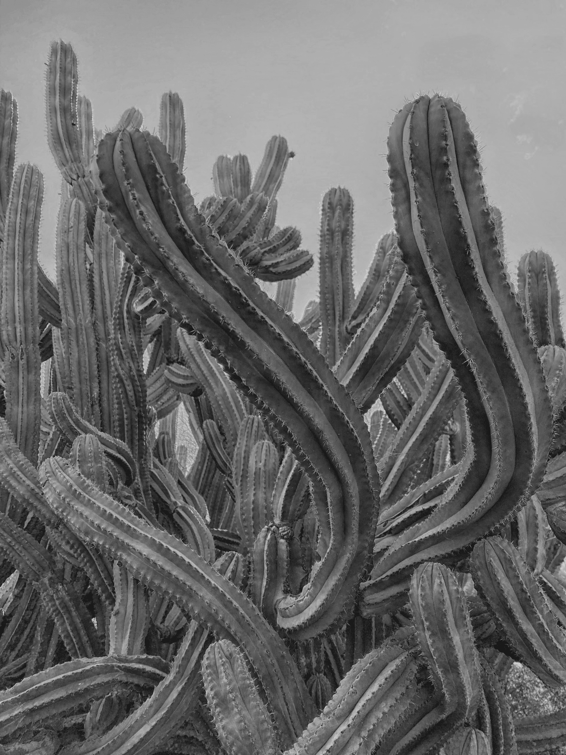 Cactus Background