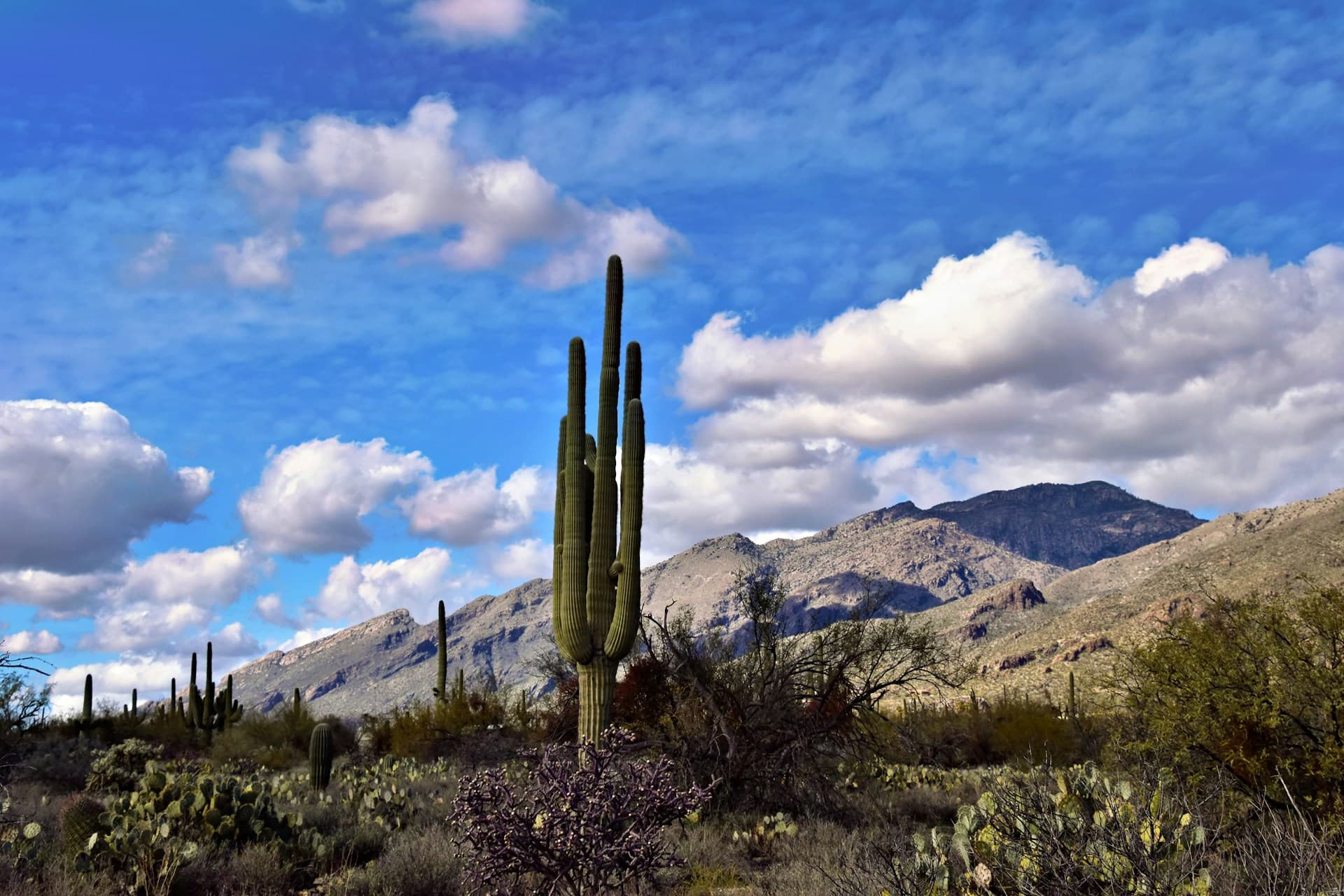 Fix and Flip Calculator