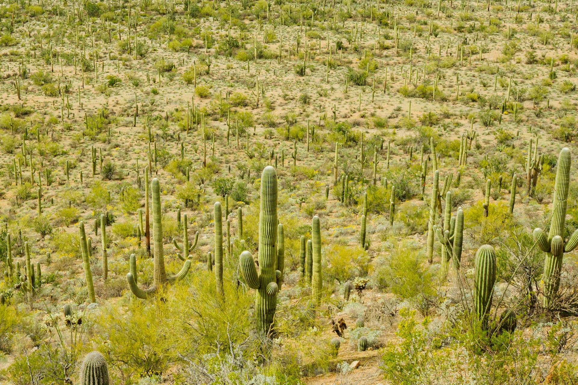 Hero image of Casas Adobes.