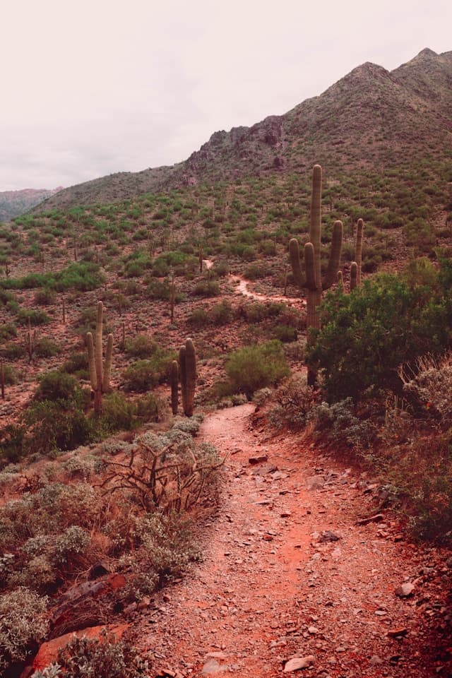 Miles of scenic trails and parks for hiking and cycling