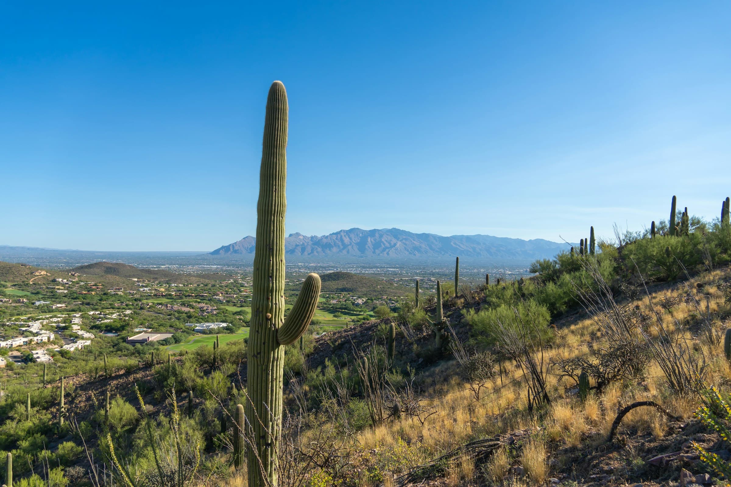 Tucson landscape