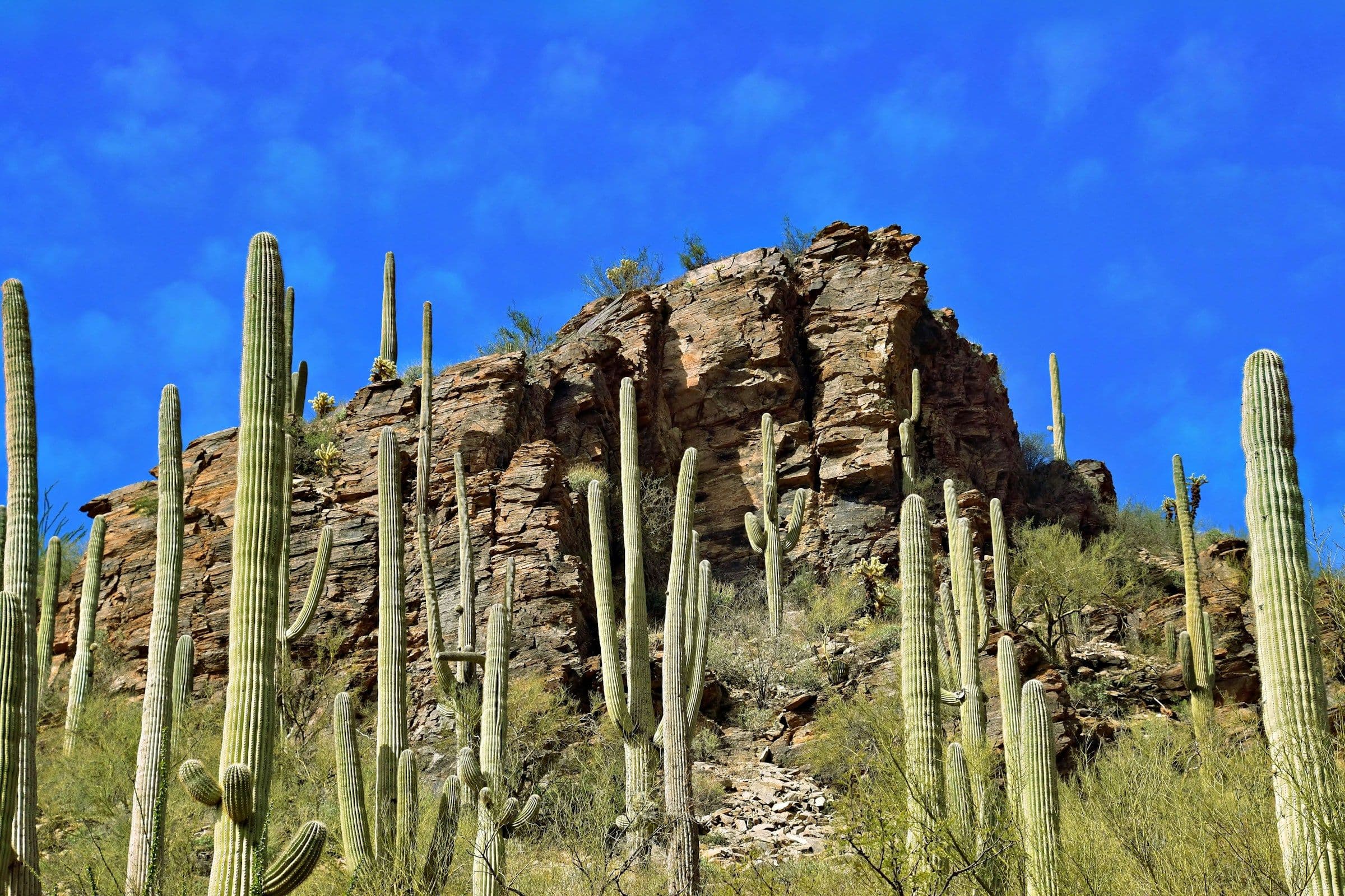 An image of a cacti forest.