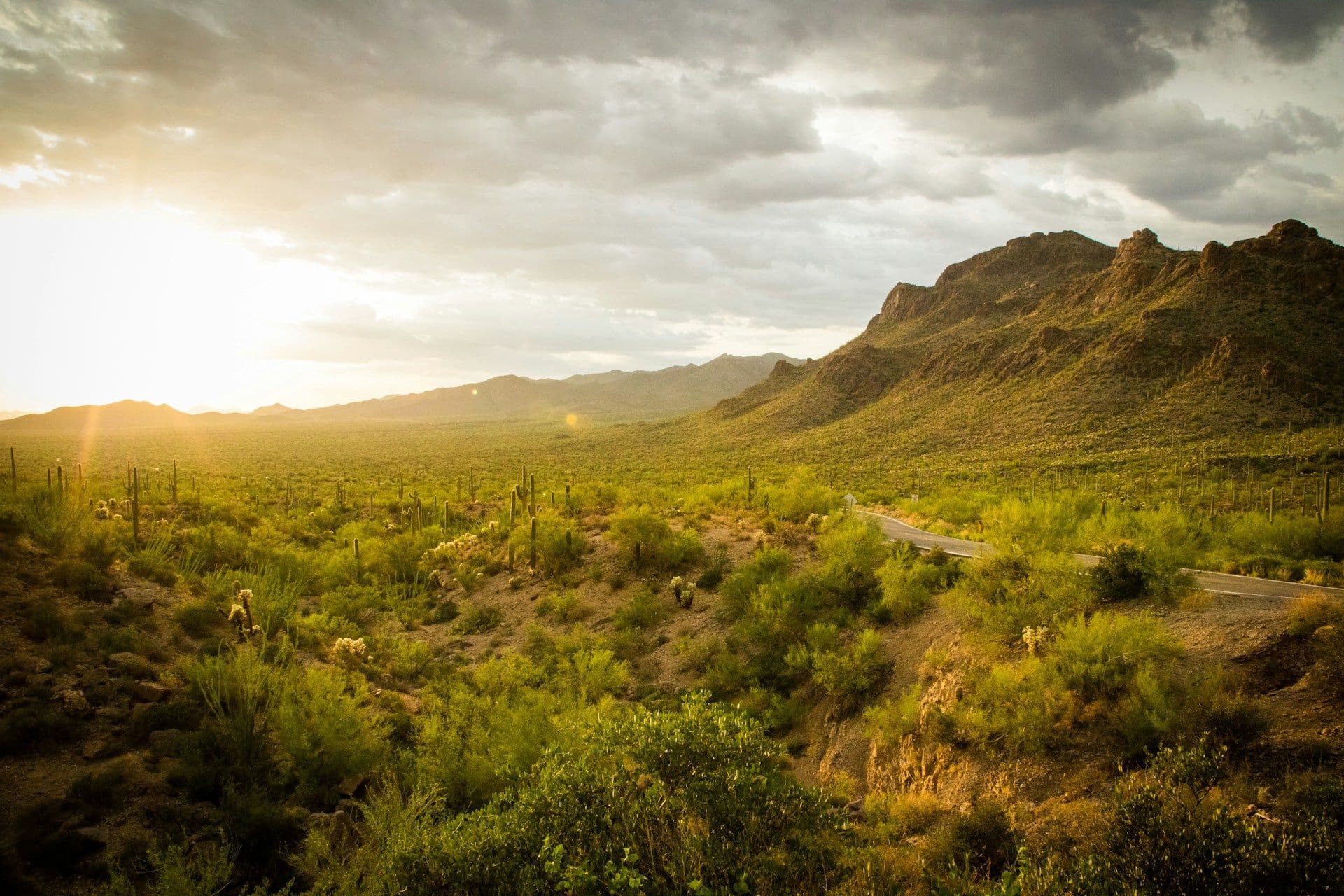 Tucson Desert Landscape