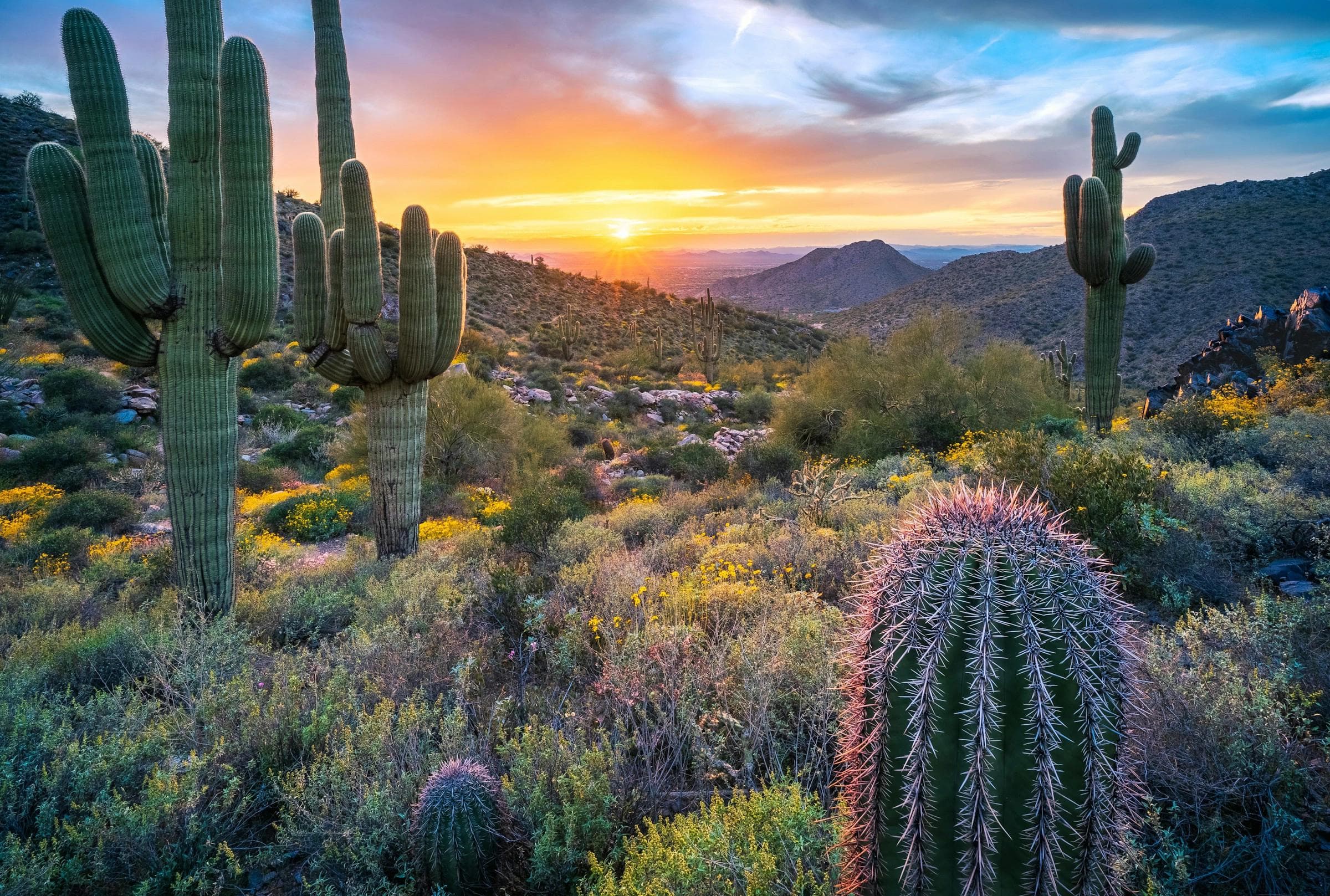 A hero image of the Sonoran desert.