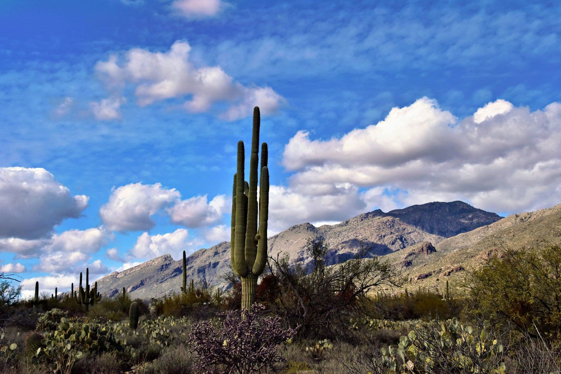 11741 N Diamond Cholla Place